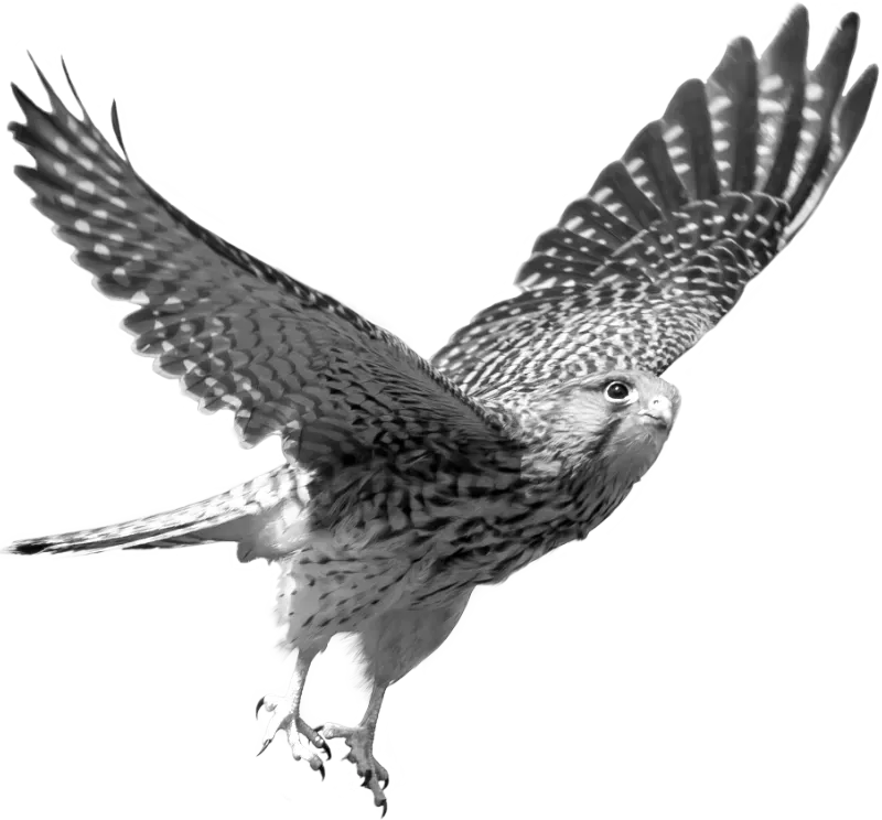 Falke beim Abheben als Symbol für den Start Ihrer neuen Webseite mit falcon web